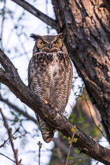 Alert Owl