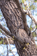 Obraz premium Camouflaged Great Horned Owl