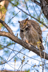 Fluffy Feather Great Horned Owl