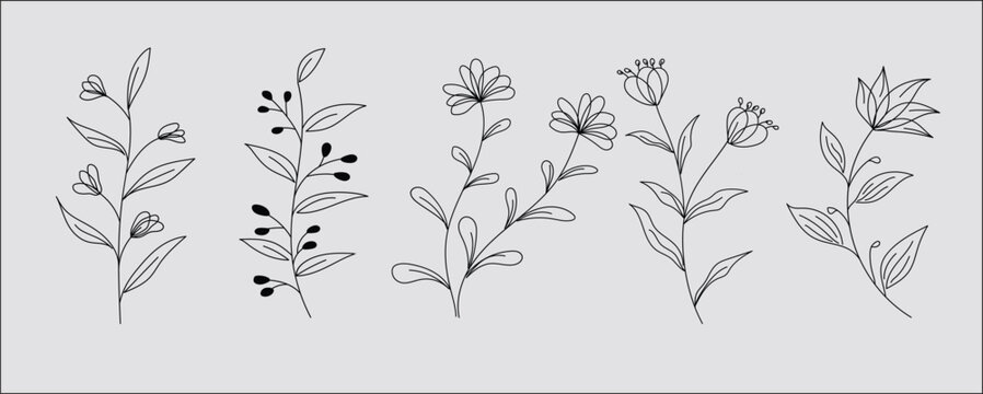 Botanical Line Art
