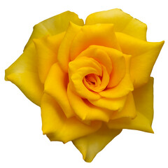 Yellow rose isolated on pro background.
