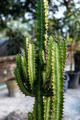 Euphorbia aggregata cactus from South Africa. Closeup image of euphorbia ingens cactus trees. Euphorbia trigona, African milk tree, cathedral cactus, Abyssinian euphorbia and high chaparall.