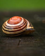 Wstężyk ślimak © Sawomir