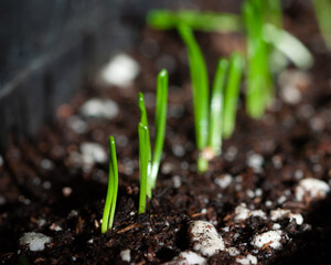 green sprout