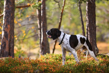 Dog english pointer