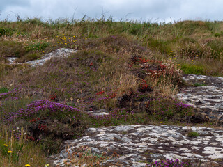 Colorful flowers on stony soil, landscape. Beautiful plants common in southern Ireland. Northern European vegetation.