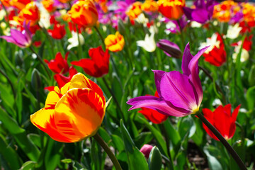 two blooming tulips close up.meadow with tulips. spring flowers