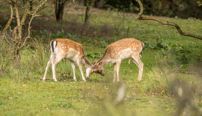 Naklejka na ściany i meble Two young fallow deer playing in wild nature. AWS. Amsterdamse waterleidingduinen. Nederland.