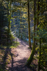 chemin forestier le long de la rivière