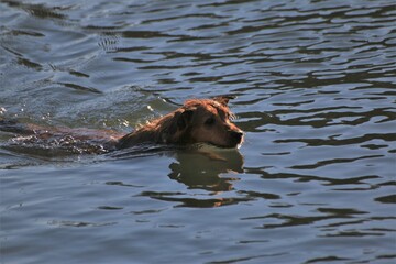 A shaggy brown dog swims towards the embankment of Livorno, Italy.