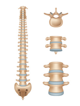 Spine. Realistic medical illustrations of spinal segments vertebra anatomy decent vector medical template illustrations