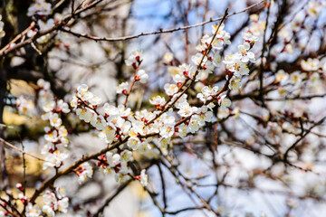 Branches of the blossoming  apricot tree on spring