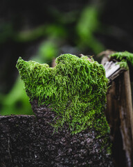 green moss on tree