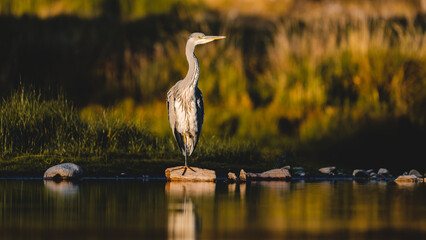 great heron