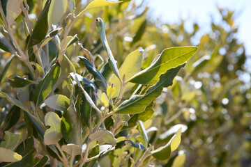 Mangrove trees at Ras Mohammed national park. Sinai peninsula, Egypt