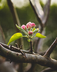 apple tree blossom