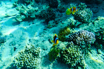 Obraz na płótnie Canvas Colonies of corals and Red Sea Clownfish (Amphiprion bicinctus) at coral reef in Red sea