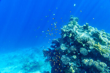 Colonies of the corals and tropical fishes at coral reef in Red sea - obrazy, fototapety, plakaty