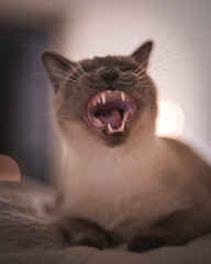 Yawning cat