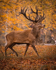 deer in the woods