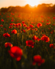 Fototapeta na wymiar field of poppies and sun