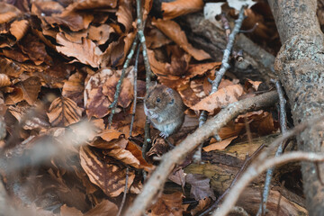 mouse in the forest