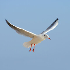 Seagull on the blue sky.
