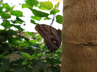 View on a butterfly in the greenhouse butterfly of la Queu-les-yvelines 