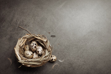 Easter gray background with a nest filled with quail eggs. Top view. Copy space.
