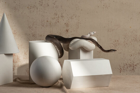 Ball pythons crawl over white plaster figures against beige canvas in the studio. Black and White snakes on composition for artists. Fine art photography with exotic pets. Horizontal photo of reptiles