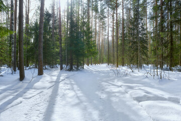 Beautiful view in sunny weather on the path of health in a beautiful winter forest. Snow-covered path with soft shadows from trees in the forest.