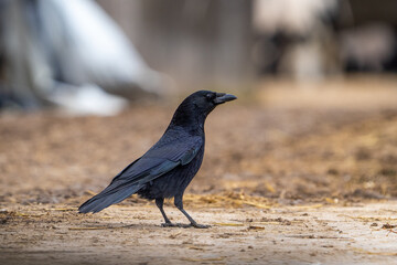 raven crow on the ground
