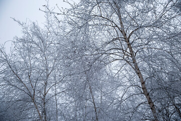 Fototapeta na wymiar Winter landscape with winter trees covered with white snow