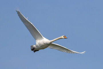 Mute swan, Cygnus olor flying over a lake in the English Garden in Munich, Germany