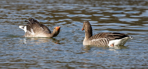 The greylag goose, Anser anser is a species of large goose