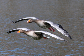 The flying greylag goose, Anser anser is a species of large goose