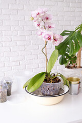 Transplanting orchid plants. Home gardening, breeding of orchids.