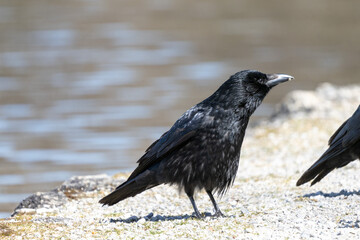 The Common Raven, Corvus corax at Kleinhesseloher Lake in Munich, Germany