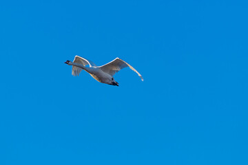 Łabędź niemy w locie