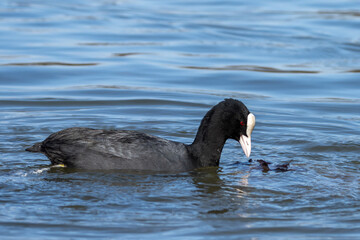 The Eurasian coot, Fulica atra swimming on the Kleinhesseloher Lake at Munich, Germany
