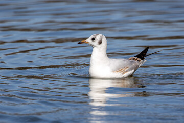 The European Herring Gull, Larus argentatus is a large gull