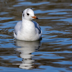 The European Herring Gull, Larus argentatus is a large gull