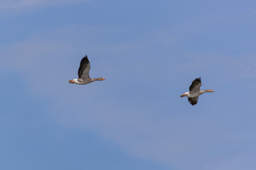 The flying greylag goose, Anser anser is a species of large goose