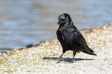 The Common Raven, Corvus corax at Kleinhesseloher Lake in Munich, Germany