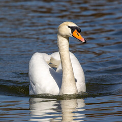 Obraz premium Mute swan, Cygnus olor swimming on a lake in Munich, Germany