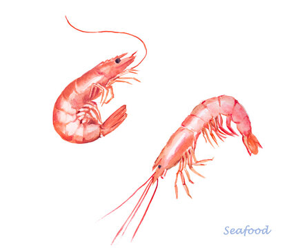 Shrimps ,  seafood,  crustacean ,  watercolor , food illustrations 	