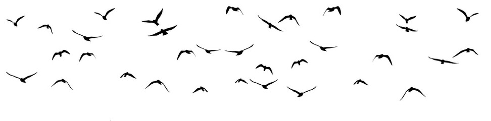 png flock of birds on clear background