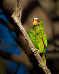 Image of a white fronted parrot with bright green feathers on a sunny day perched on a tree branch. The dark background contrasts against the bright green feathers.