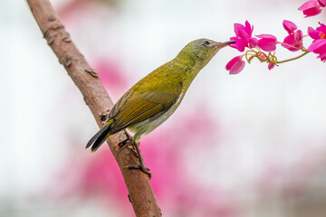 The Indian white-eye (Zosterops palpebrosus), formerly the Oriental white-eye, is a small passerine bird in the white-eye family