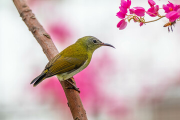The Indian white-eye (Zosterops palpebrosus), formerly the Oriental white-eye, is a small passerine bird in the white-eye family